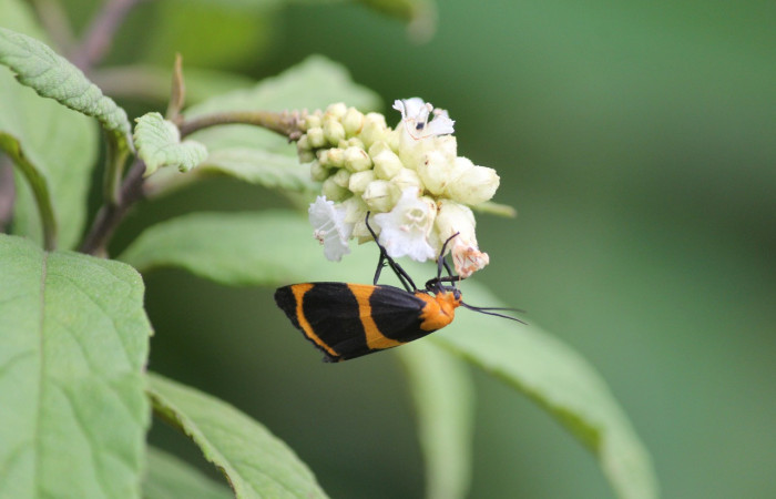 Figura 37. Mariposa <i>Eudesmia menea</i> (Erebidae), visitando una inflorescencia, con polen en su cuerpo que llevará a otras flores y las polinizará. Voucher: 21-SRNP-20835-DHJ773925.jpg.