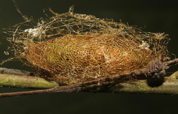 Figura 24. Capullo de larva <i>Copaxa curvilinea</i> (Saturniidae) hecho de seda y hojas, esto sirve para que la pupa esté resguardada. Voucher: 21-SRNP-70114-DHJ780313.jpg.