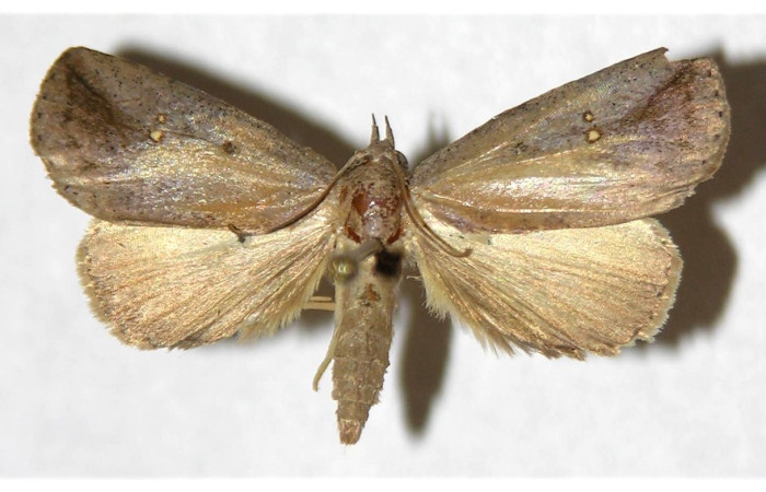 Figura 1. Adulto de <i>Phyprosopus parthenope</i> (macho), vista dorsal. (03-SRNP-7267-DHJ320194).