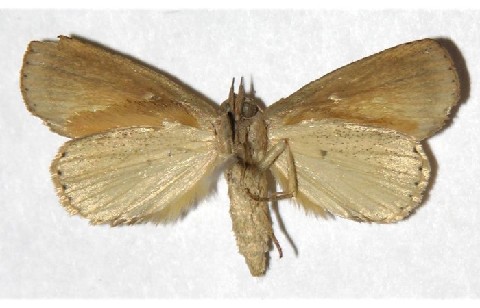 Figura 2. Adulto de <i>Phyprosopus parthenope</i> (macho), vista ventral. (03-SRNP-7267-DHJ320195).