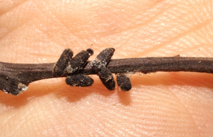 Figura 10. Capullo de parásito de la familia Braconidae, <i>Glyptapanteles charlesmicheneri</i>, que atacan larva <i>Phyprosopus parthenope</i>. (10-SRNP-1546-DHJ496007).