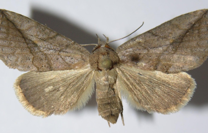 Figura 3. Adulto de <i>Phyprosopus parthenope</i> (hembra), vista dorsal. (13-SRNP-67438-DHJ570478).