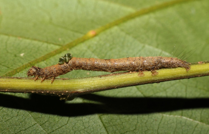 Figura 12. Capullo de parásito de la familia Eulophinae, <i>Diolcogaster
ippis</i>, que atacan larva <i>Phyprosopus parthenope</i>. (10-SRNP-1546-DHJ496007).