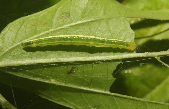 Figura 6. Larva <i>Phyprosopus parthenope</i> Erebidae, vista dorsal. (21-SRNP-71094-DHJ780670).