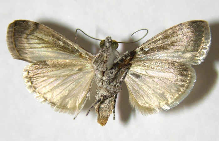 Figura 11. Adulto <i>Pococera</i> sabbasaDHJ01 (Pyralidae). Posicion ventral. Área de Conservación Guanacaste, Sector Santa Rosa. 06-SRNP-55714-DHJ349815.