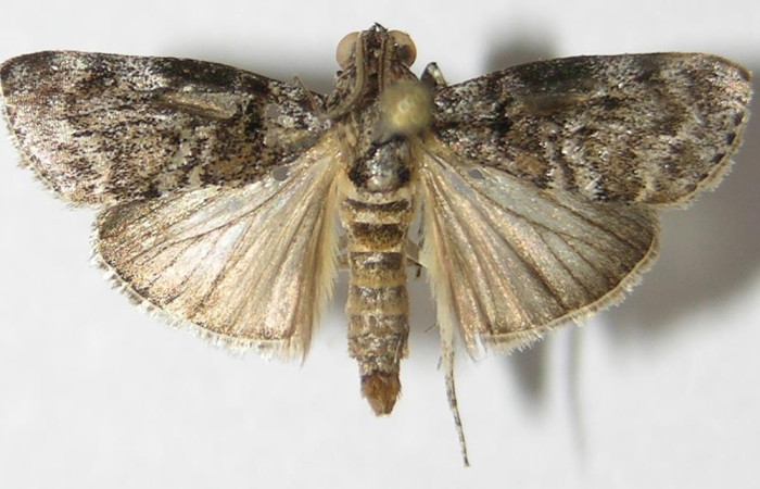 Figura 15. Adulto <i>Pococera</i> sabbasaDHJ03 (Pyralidae). Posicion dorsal. Área de Conservación Guanacaste, Sector Santa Rosa. 09-SRNP-71640-DHJ523434.