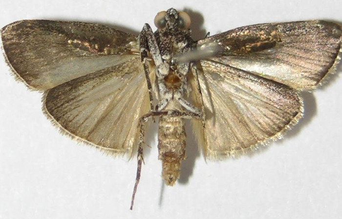 Figura 16. Adulto <i>Pococera</i> sabbasaDHJ03 (Pyralidae). Posicion ventral. Área de Conservación Guanacaste, Sector Santa Rosa. 09-SRNP-71640-DHJ523435.     