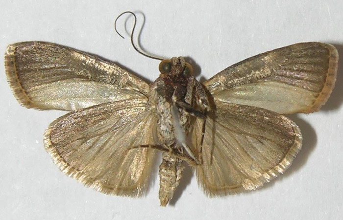 Figura 21. Adulto <i>Pococera</i> sabbasaDHJ05 (Pyralidae). Posición dorsal. Área de Conservación Guanacaste, Sector Santa Rosa. 10-SRNP-57371-DHJ550183.
