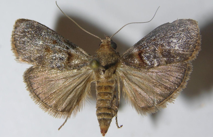 Figura 20. Adulto <i>Pococera</i> sabbasaDHJ05 (Pyralidae). Posición dorsal. Área de Conservación Guanacaste, Sector Santa Rosa. 11-SRNP-56246-DHJ558482.