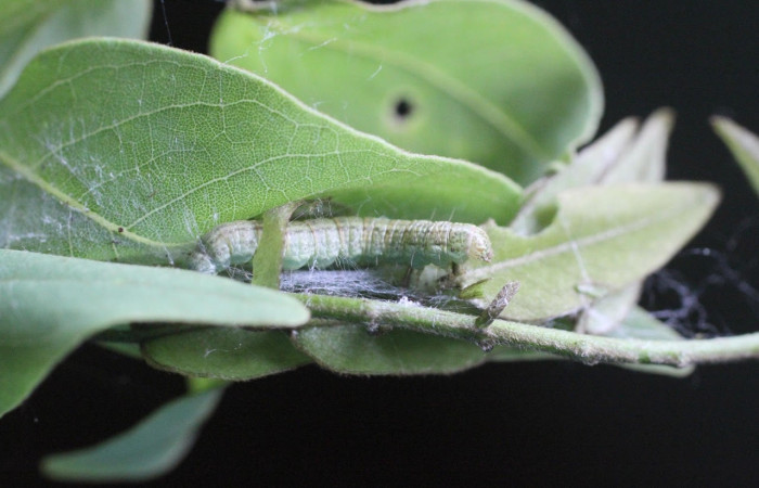 Figura 8. Prepupa de la larva <i>Pococera</i> sabbasaDHJ03 (Pyralidae) Posición envuelta de ceda en la hoja de la planta <i>Gliricidia sepium</i> (Fabaceae). foto ilustrativa. 14-SRNP-2650-DHJ487485.jpg.