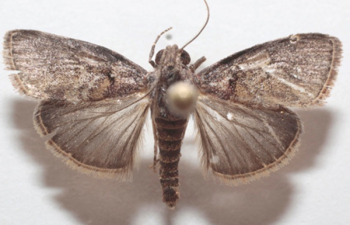 Figura 1. Adulto <i>Pococera sabbasa</i> (Pyralidae). Área de Conservación Guanacaste, Sector Santa Rosa. 21-SRNP-55143-DHJ723729.jpg.