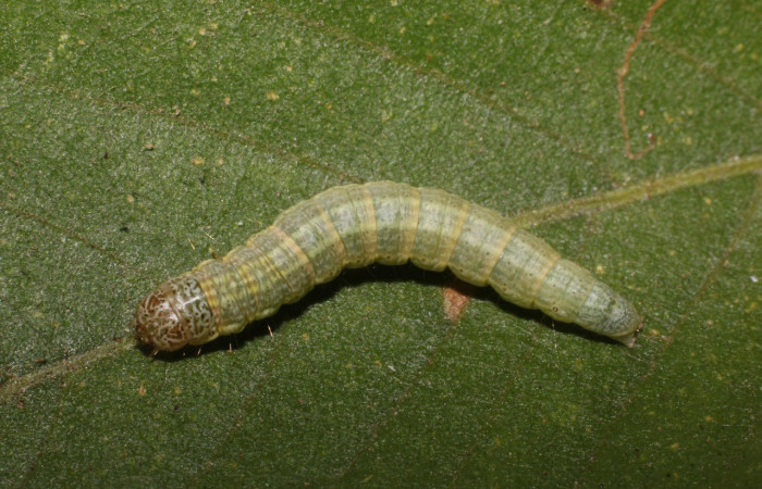 Figura 3. Larva <i>Pococera sabbasa</i> (Pyralidae). Posición dorsal en la hoja de la planta <i>Lonchocarpus minimiflorus</i> (Fabaceae). 21-SRNP-55468-DHJ712934.jpg.