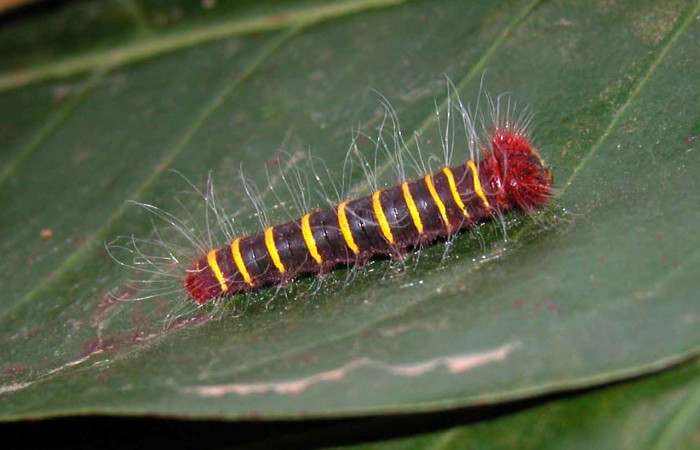 Fig.3  Larva <i>Pyrrhopyge zenodorus</i>  parte dorsal penúltimo estadio. Voucher: 03-SRNP-1790-DHJ400055.jpg
