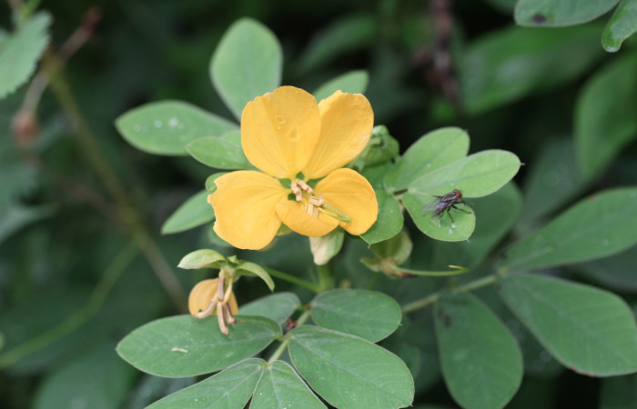 Fig.5 Flor de <i>Senna obtusifolia</i>  visitada por Diptera (moscas) Estación Pitilla, Area de Conservación Guanacaste  Foto P.Rios , Enero 2018.