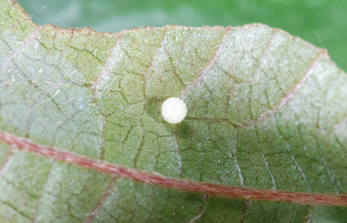 Fig.6  Huevo  <i>Adelpha salmonides</i>.  Voucher: 14-SRNP-30424-DHJ720577.jpg