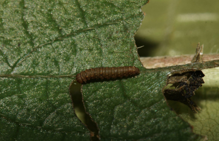 Fig.7  Larva  <i>Adelpha salmonides</i> en primer estadío.  Voucher: 13-SRNP-31402-DHJ701532.jpg