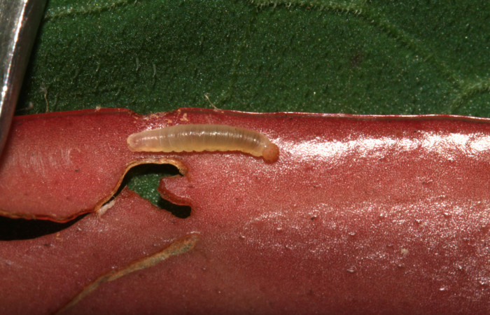 Fig.9 l Larva en primer estadío de <i>Potamanaxas</i> Burns02. Voucher:   04.13-SRNP-31336-DHJ701561.jpg