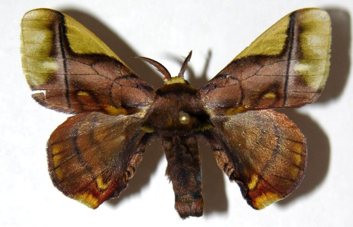 Fig. 15. Macho de <i>Epia</i> muscosaDHJ02 (Bombycidae), patrones en alas grisáceos y ápice alar anterior amarillo difuminado, muy similar a<i> Epia</i> muscosaDHJ01. Voucher: 04-SRNP-2970-DHJ330098.