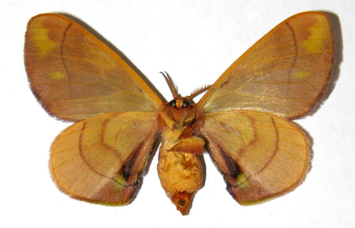Fig. 18. Hembra de <i>Epia</i>muscosaDHJ02 (Bombycidae), vista ventral muy similar a <i>Epia </i> muscosaDHJ01. Voucher: 04-SRNP-3681-DHJ33097.
