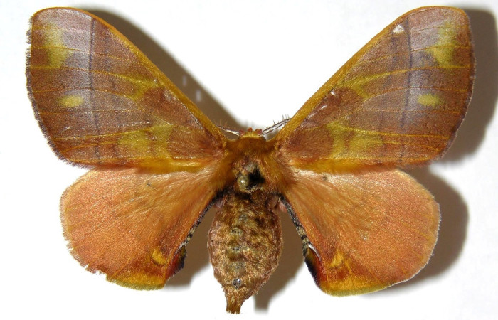 Fig. 14. Hembra de <i>Epia</i> muscosaDHJ02 (Bombycidae), patrones y coloración  muy similar a <i>Epia</i> muscosaDHJ01. Voucher: 05-SRNP-7456-DHJ330104.