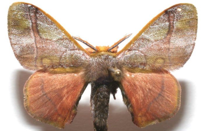 Fig. 1. Hembra de <i>Epia</i> casnoniaDHJ01 (Bombycidae), adulto con patrones en sus alas  muy similares a <i>Epia</i> casnoniaDHJ02. Voucher: 06-SRNP-106151-DHJ606151.