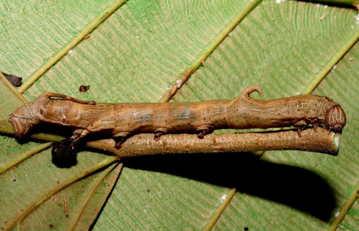 Fig. 9. Larva de de <i>Epia</i> muscosaDHJ02 (Bombycidae), coloración grisácea  comiendo <i>Coussapoa nymphaeifolia</i> (Urticaceae). Voucher: 07-SRNP-46586-DHJ434986.