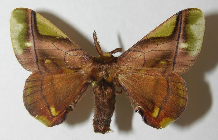 Fig. 13. Macho de <i>Epia </i>muscosaDHJ02 (Bombycidae), patrones en alas grisáceos y ápice alar anterior amarillo difuminado, muy similar a <i>Epia</i> muscosaDHJ01 Voucher: 10-SRNP-32165-DHJ538586.