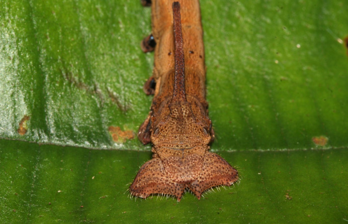 Fig. 12. Detalle de puntos y pelos en margen de patas falsas posteriores, posición de cuerno dirigido hacia adelante cuando se encuentra en reposo, oruga de  <i>Epia</i> muscosaDHJ02 (Bombycidae). Voucher: 17-SRNP-32087-DHJ740135.