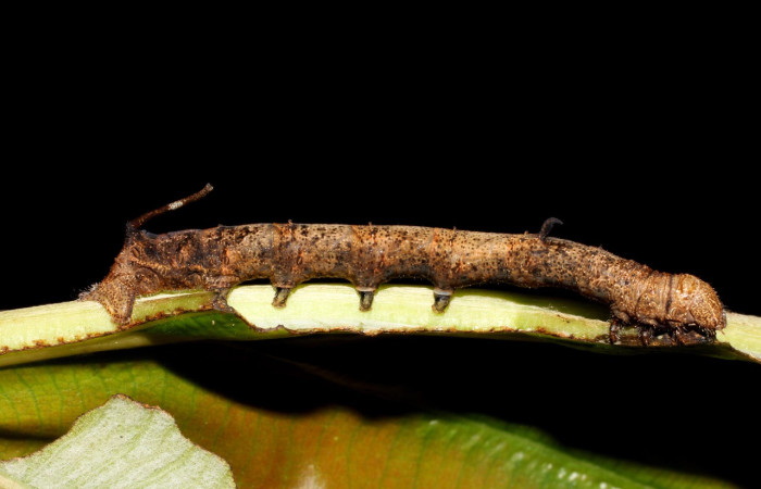 Fig. 3. Larva de <i>Epia</i> casnoniaDHJ02 (Bombycidae), oruga con muchos patrones y colores que le permite camuflarse de depredadores e insectos parásitos. Planta hospedera <i>Coussapoa nymphaeifolia</i> (Urticaceae). Voucher:17-SRNP-725-DHJ704357.