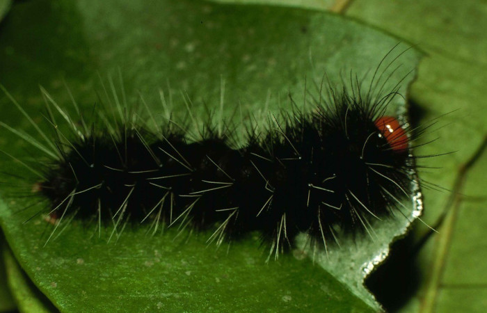 Fig.2. Vista dorsal de <i>Symphlebia tessellata</i>, (Erebidae) se notan pelos blancos en todo su cuerpo, donde su mayoría son negros. Voucher: 00-SRNP-9981-DHJ53673.jpg.