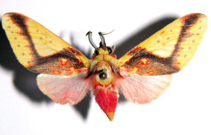 Fig. 18. Vista dorsal de macho de <i>Symphlebia</i> ipseaDHJ02. Voucher: 03-SRNP-22002-DHJ93836.