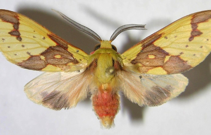 Fig. 20. Vista dorsal de macho de <i>Symphlebia janecheverriae</i>. Voucher: 07-SRNP-35651-DHJ371894.