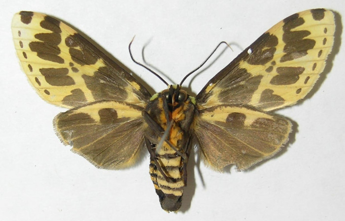 Fig. 14. Vista ventral de macho de <i>Symphlebia tessellata</i>. Voucher: 08-SRNP-36598-DHJ504461