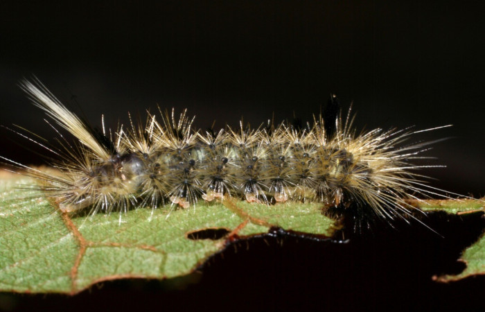 Fig. 11 Vista lateral de <i>Symphlebia</i> ipseaDHJ01, (Erebidae) especie no definida aún. Voucher: 08-SRNP-58489-DHJ449829.jpg.