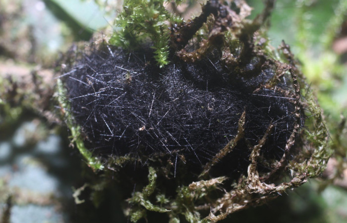 Fig. 7. Capullo de <i>Symphlebia tessellata</i> (Erebidae), entre musgo para protegerse de los depredadores. Voucher: 18-SRNP-80316-DHJ714823.jpg.