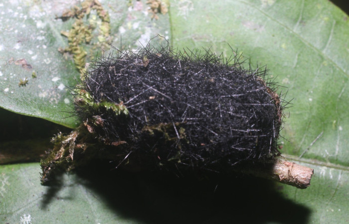 Fig. 6. Capullo de <i>Symphlebia tessellata</i> (Erebidae). Voucher: 18-SRNP-80316-DHJ714824.jpg.