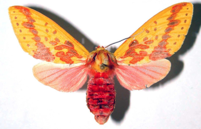 Fig. 21. Vista dorsal de macho de <i>Symphlebia ipsea</i>. Voucher: 96-SRNP-10100-DHJ39096