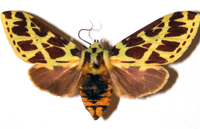 Fig. 15. Vista dorsal de hembra de <i>Symphlebia tessellata</i>. Voucher: 99-SRNP-1481-DHJ39100.