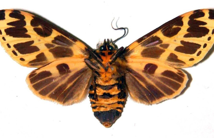 Fig. 16. Vista ventral de hembra de <i>Symphlebia tessellata</i>. Voucher: 99-SRNP-1481-DHJ39101.