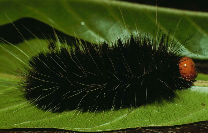 Fig. 1. Larva <i>Symphlebia tessellata</i>, (Erebidae) vista lateral, colectada en Sector Cacao, Senderon Derrumbe.Voucher: 99-SRNP-20-DHJ50005.jpg.