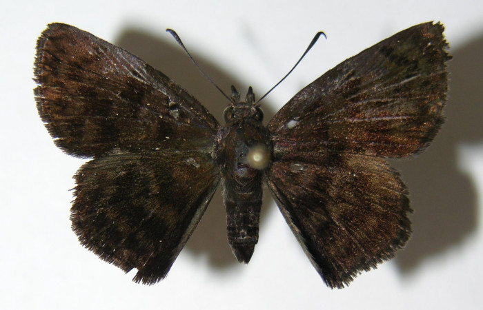 Figura 1. Adulto de <i>Pellicia dimidiata</i> (Hesperiidae), vista dorsal, localidad Tajo Angeles, Sector San Cristóbal ACG (540m). Voucher: 06-SRNP-2646-DHJ340216.jpg.