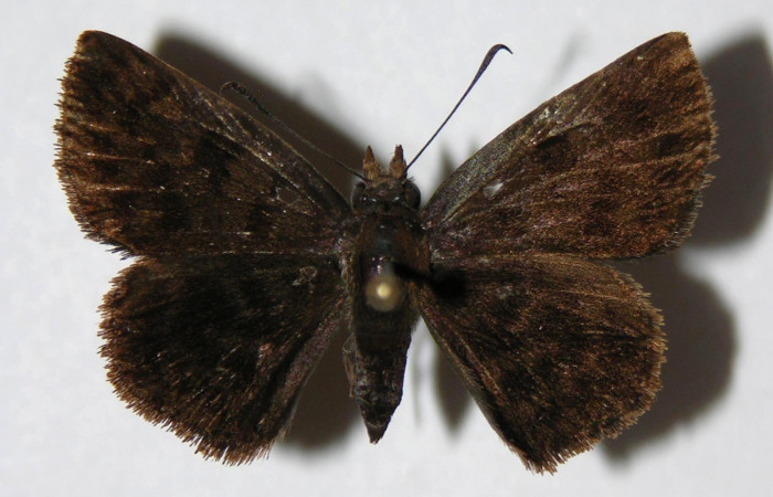 Figura 8. Adulto de <i>Pellicia dimidiata</i> (Hesperiidae), hembra vista dorsal, localidad Pasmompa, Sector Pitilla ACG (440m). Voucher: 06-SRNP-30813-DHJ334144.jpg.