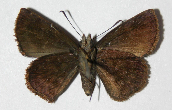 Figura 9. Adulto de <i>Pellicia dimidiata</i> (Hesperiidae), hembra vista ventral, localidad Pasmompa, Sector Pitilla ACG (440m). Voucher: 06-SRNP-30813-DHJ334145.jpg.
