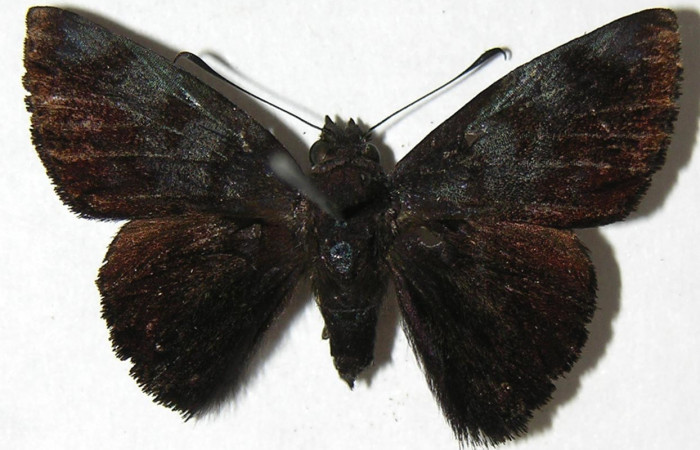 Figura 16. Adulto de <i>Pellicia arina</i> (Hesperiidae), macho vista dorsal, localidad Sendero Huerta, Sector San Cristóbal ACG (527m). Voucher: 08-SRNP-2348-DHJ383944.jpg.