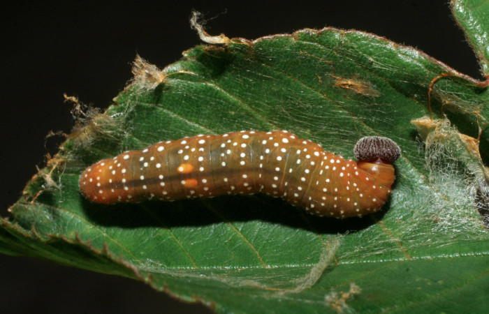 Figura 15. larva <i>Pellicia arina</i> (Hesperiidae), vista dorsal, localidad Sendero Melon, Sector Mundo Nuevo ACG (361m). Voucher: 09-SRNP-55206-DHJ451724.jpg.