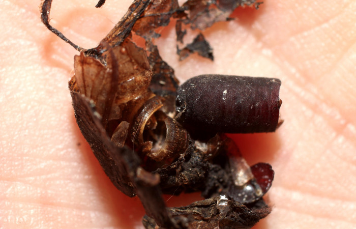 Figura 12. Restos de pupario de parásito <i>Siphosturmia</i> rafaeliDHJ03 (Tachinidae) de <i>Pellicia dimidiata</i> (Hesperiidae), localidad Sendero Huerta, Sector San Cristóbal ACG (527m). Voucher: 10-SRNP-7135-DHJ498072.jpg.