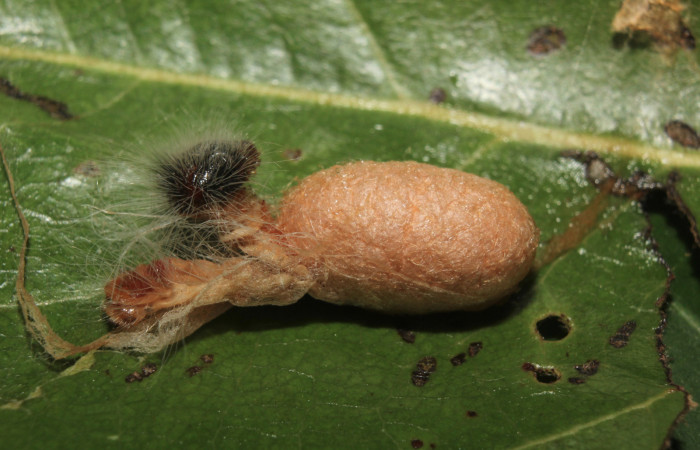 Figura 13. Capullo de parásito <i>Casinaria</i> legalisDHJ03 (Ichneumonidae) de <i>Pellicia dimidiata</i> (Hesperiidae), localidad Calma Estación Biológica Quica Sector Pitilla ACG (412m). Voucher: 14-SRNP-70931-DHJ723090.jpg.