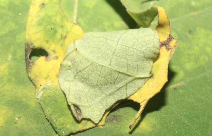 Figura 2. Hábitat de <i>Pellicia dimidiata</i> (Hesperiidae), vista dorsal, localidad Medrano, Estación Biológica Quica, Sector Pitilla ACG (380m). Voucher: 17-SRNP-70121-DHJ733540.jpg.