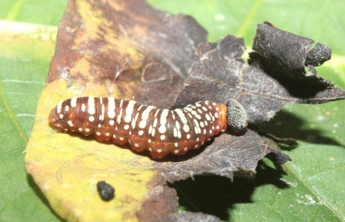 Figura 4. Larva <i>Pellicia dimidiata</i> (Hesperiidae), último estadío (U) vista lateral, localidad Medrano, Estación Biológica Quica, Sector Pitilla ACG (380m). Voucher: 17-SRNP-70121-DHJ733548.jpg.
