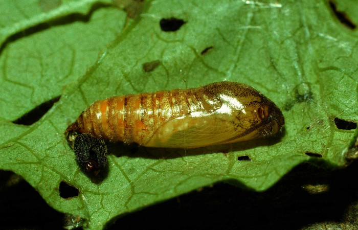 Figura 6. Pupa de <i>Pellicia dimidiata</i> (Hesperiidae), vista lateral, localidad Cafetal, Sector Santa Rosa ACG (280m). Voucher: 93-SRNP-6956-DHJ26594.jpg.